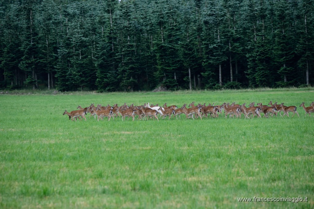 DSC_7093.JPG