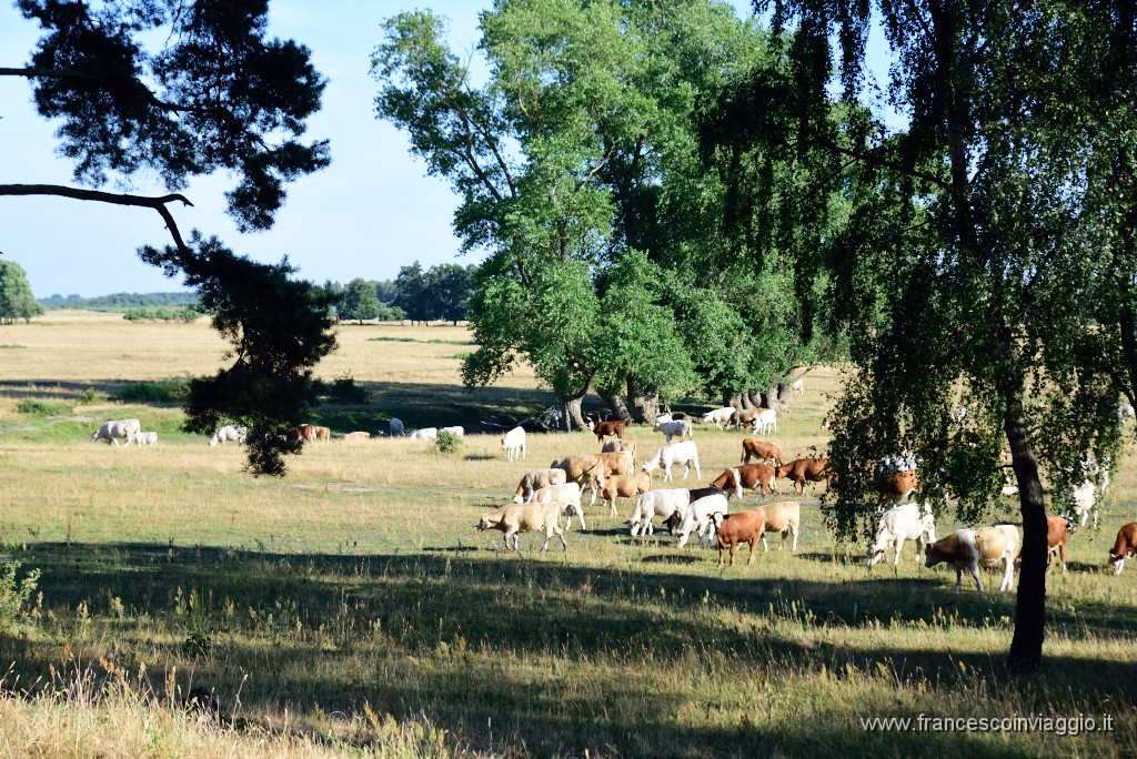 DSC_1098.JPG