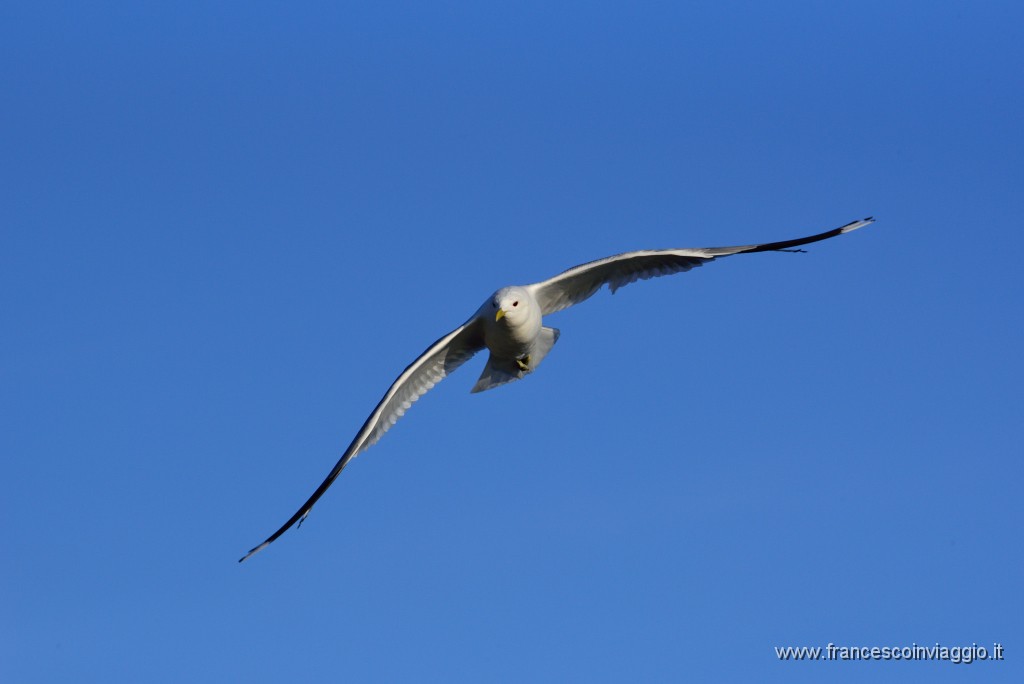 DSC_1176.JPG