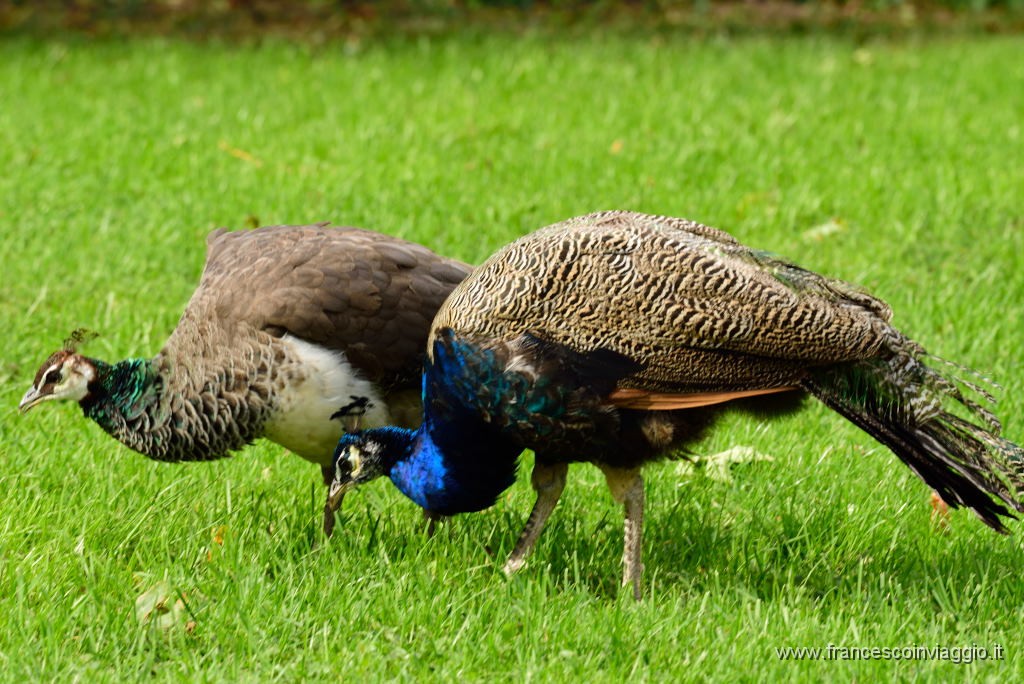 DSC_3160.JPG