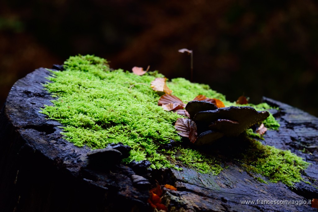 DSC_5274.JPG
