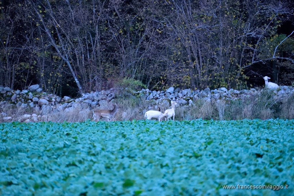 DSC_5468.JPG