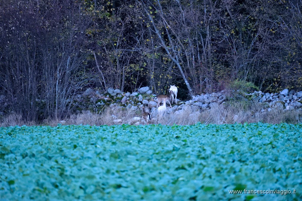 DSC_5483.JPG