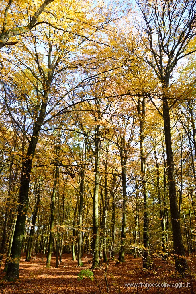 DSC_5565.JPG