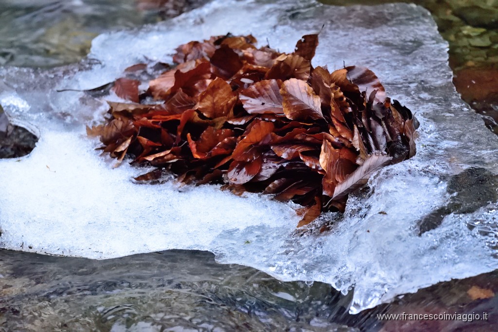 DSC_6296.JPG