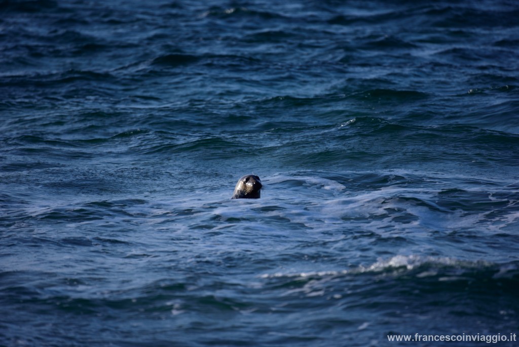 DSC_8426.JPG