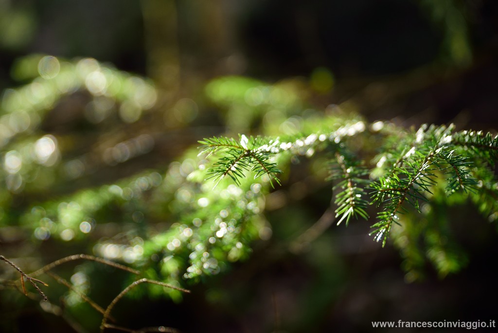 DSC_9466.JPG