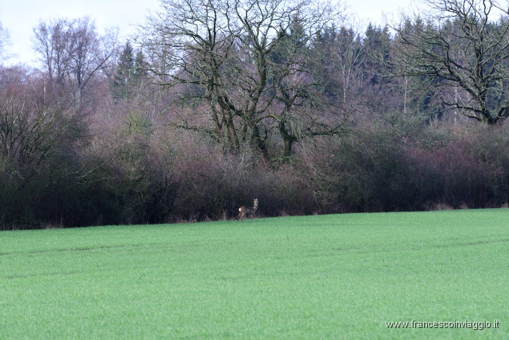 DSC_0471.JPG