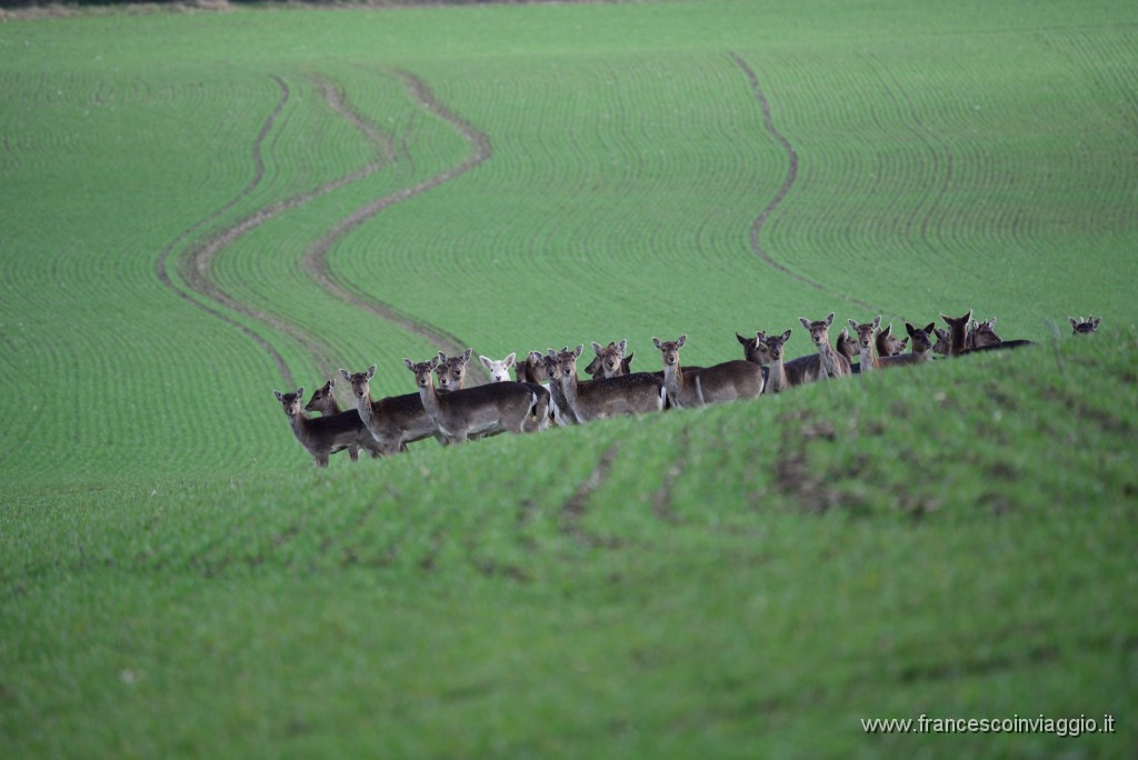 DSC_0536.JPG
