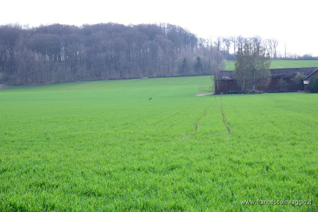 DSC_1906.JPG