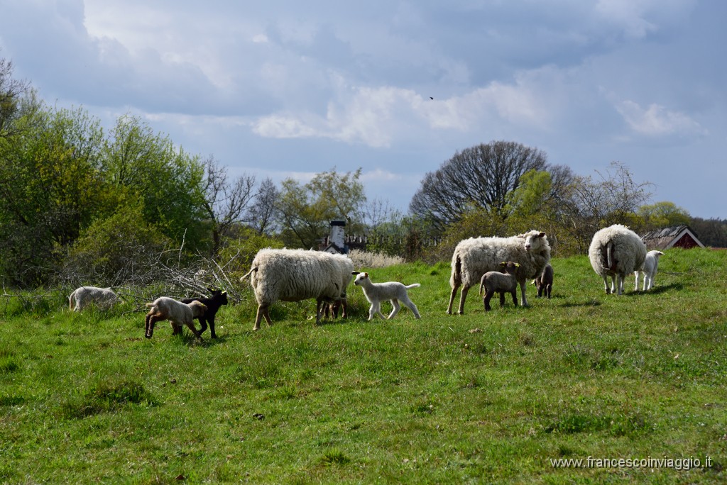 DSC_4519.JPG