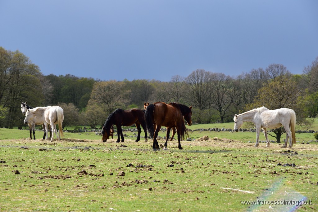 DSC_4608.JPG