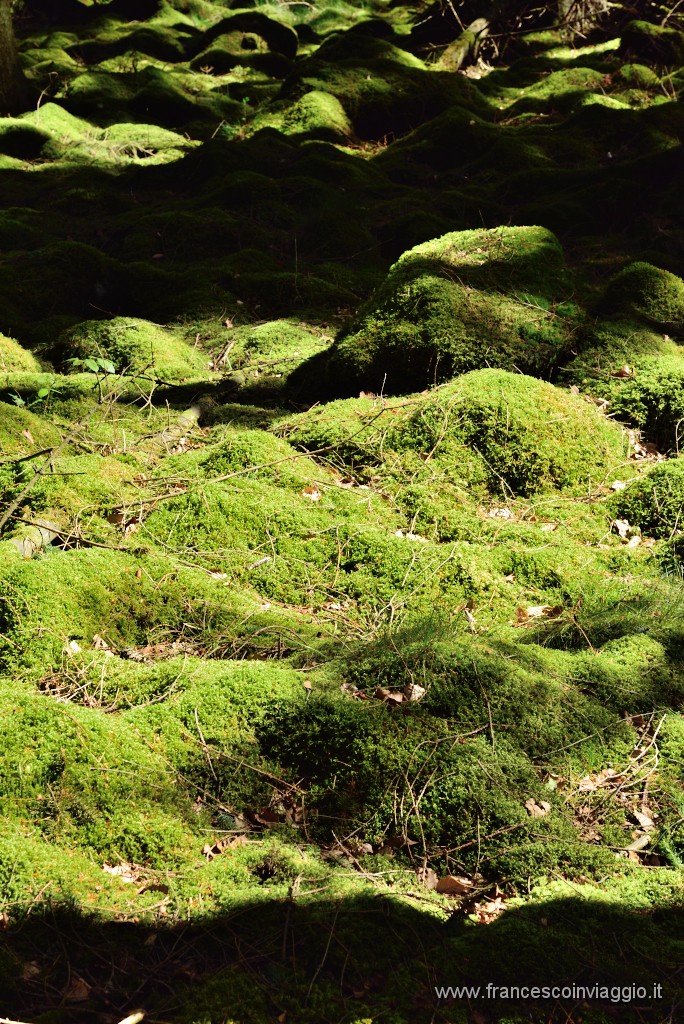 DSC_4910.JPG
