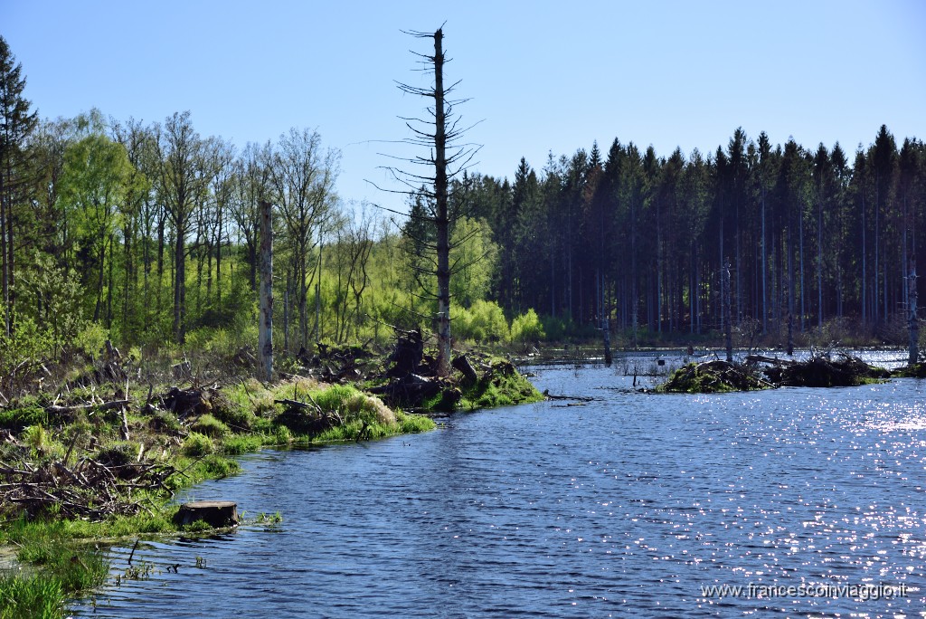 DSC_4962.JPG