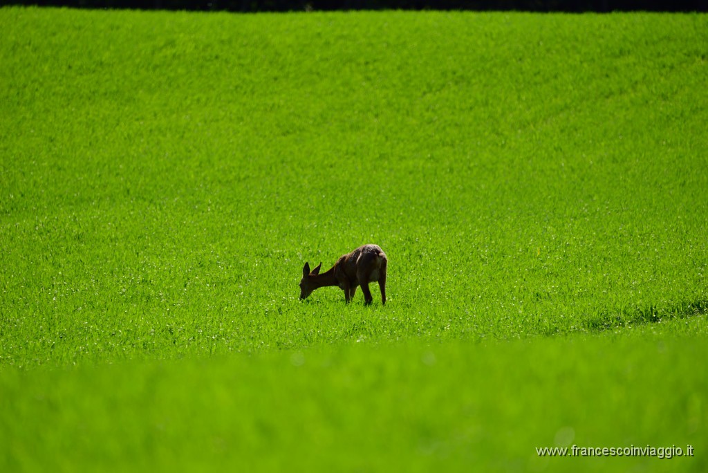 DSC_6427.JPG