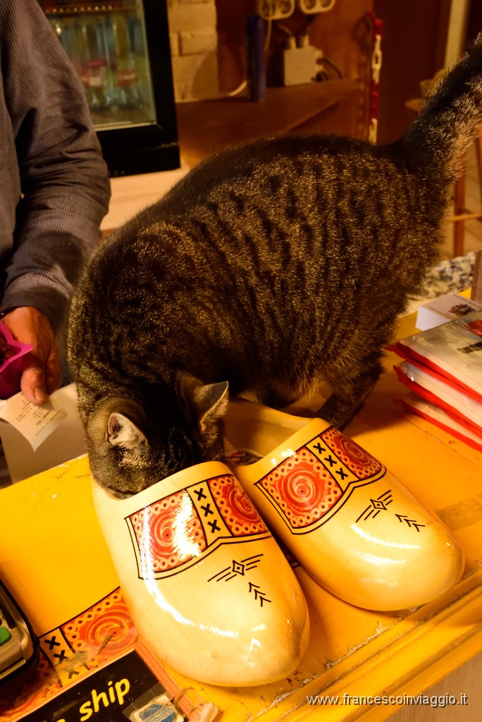 DSC_9949.JPG