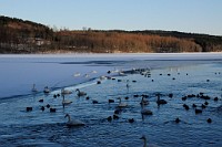 106_DSC9513