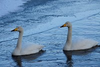 107_DSC9514