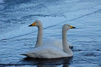 109_DSC9517