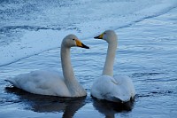 110_DSC9519