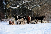 99_DSC9480