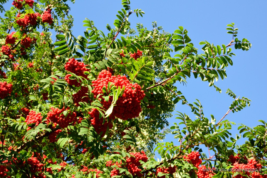 96DSC_4959.JPG