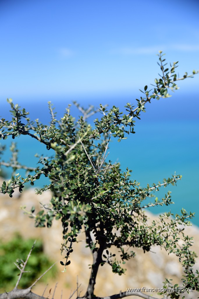 DSC_1657.JPG
