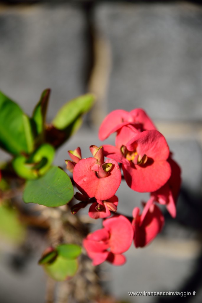 DSC_1748.JPG