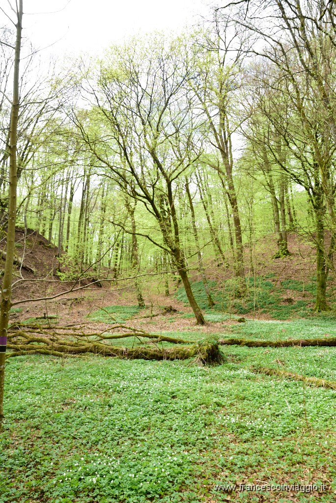 DSC_3537.JPG