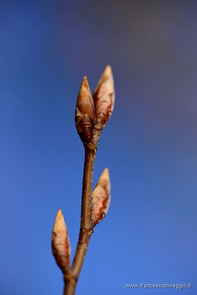 DSC_4451.JPG