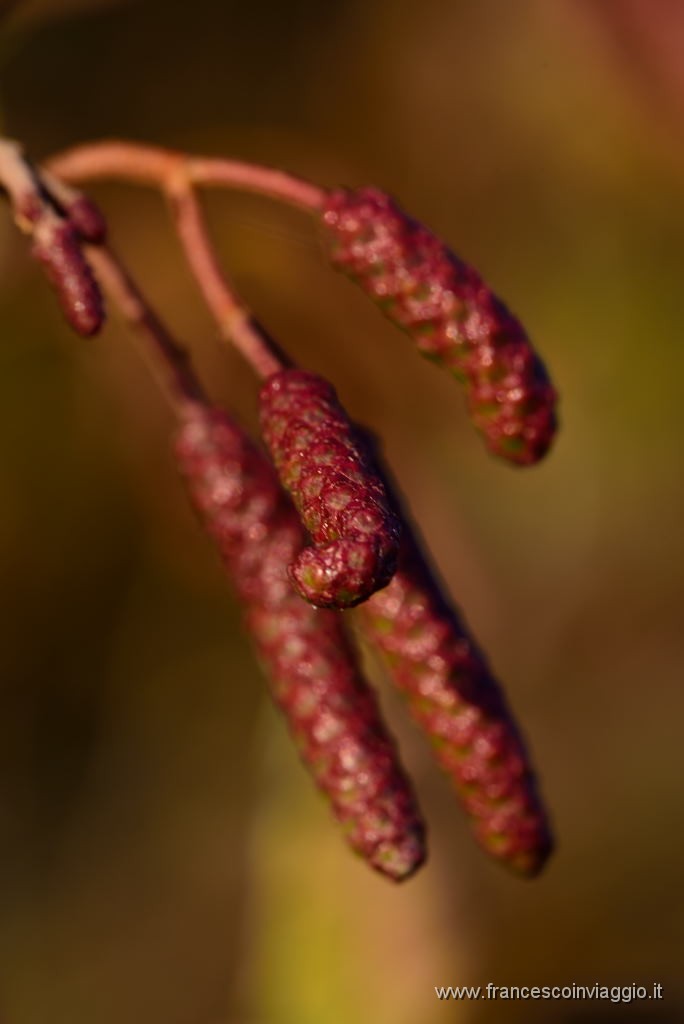 DSC_4453.JPG