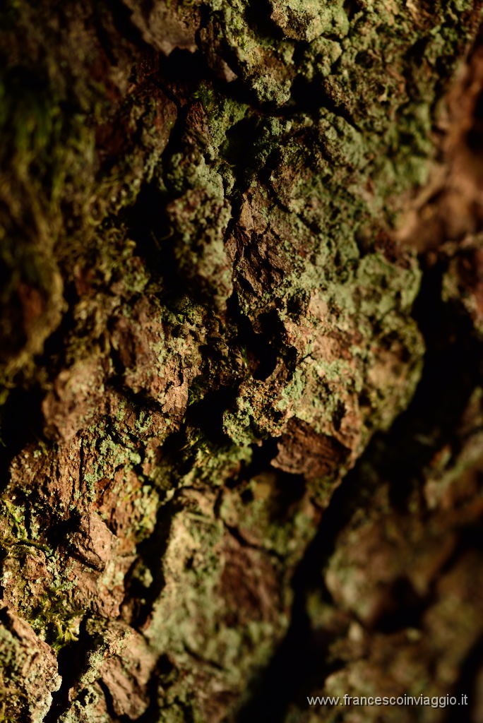 DSC_4469.JPG