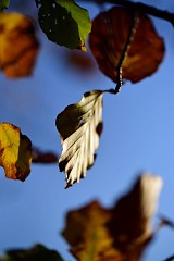 DSC_4437
