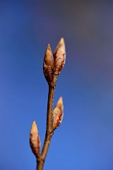 DSC_4451