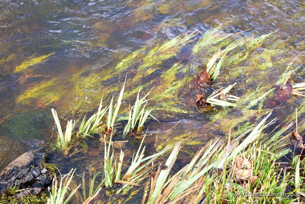 DSC_0798.JPG