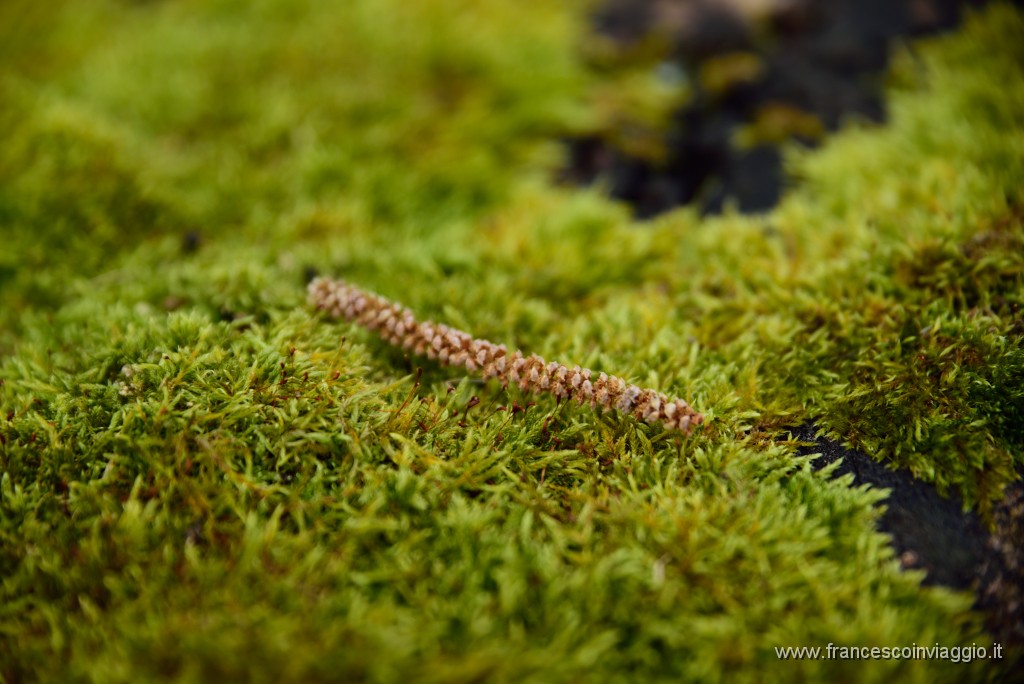 DSC_0809.JPG