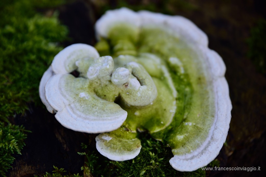 DSC_0837.JPG