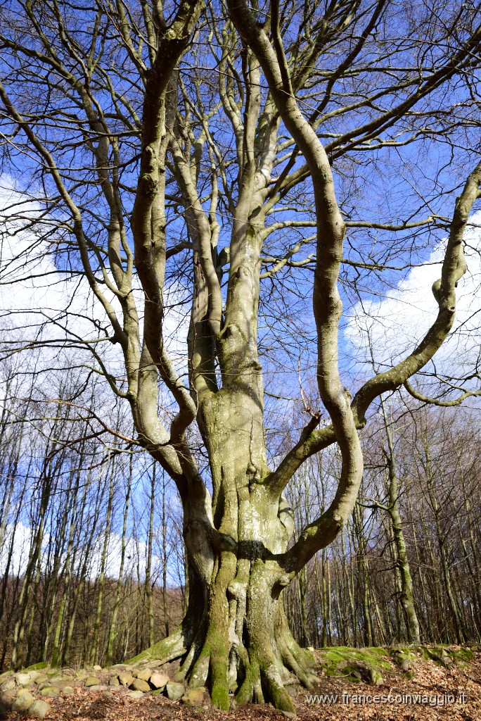 DSC_0870.JPG