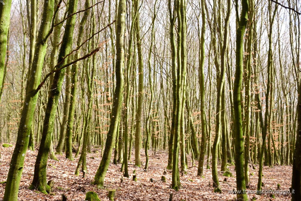 DSC_0879.JPG