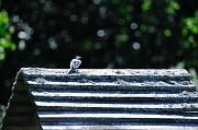 017_DSC0153
