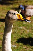 160_DSC5166