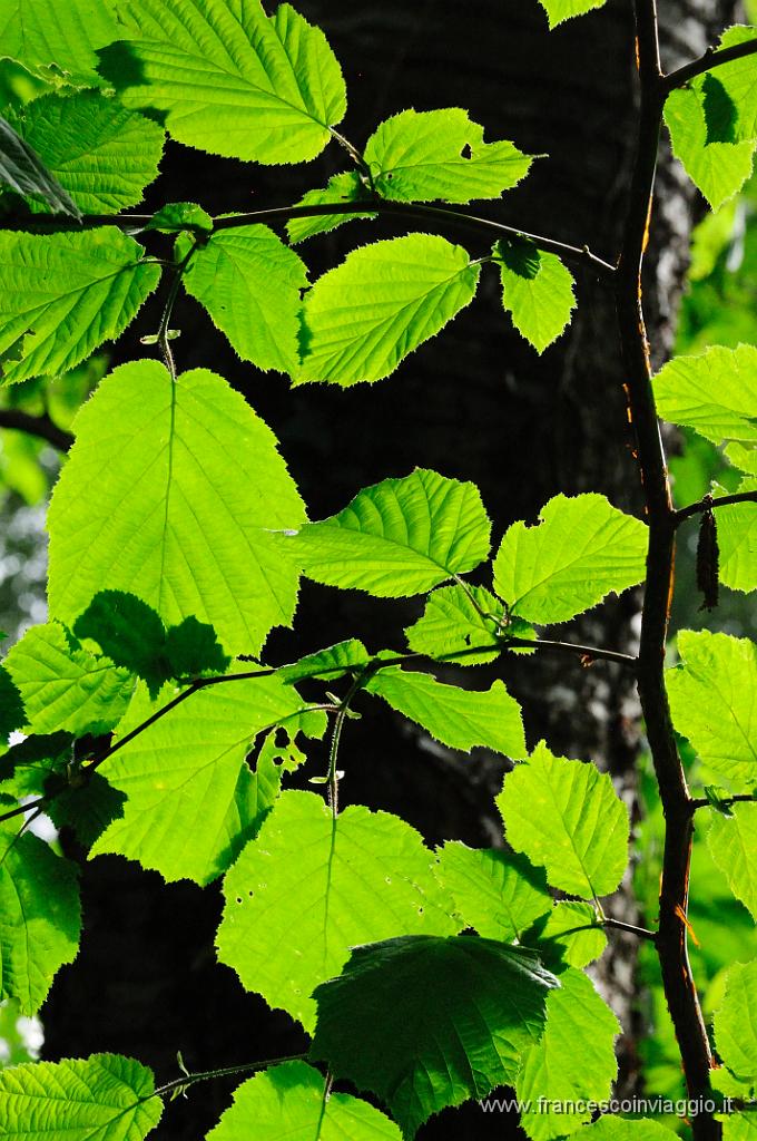 0182_DSC5518.JPG
