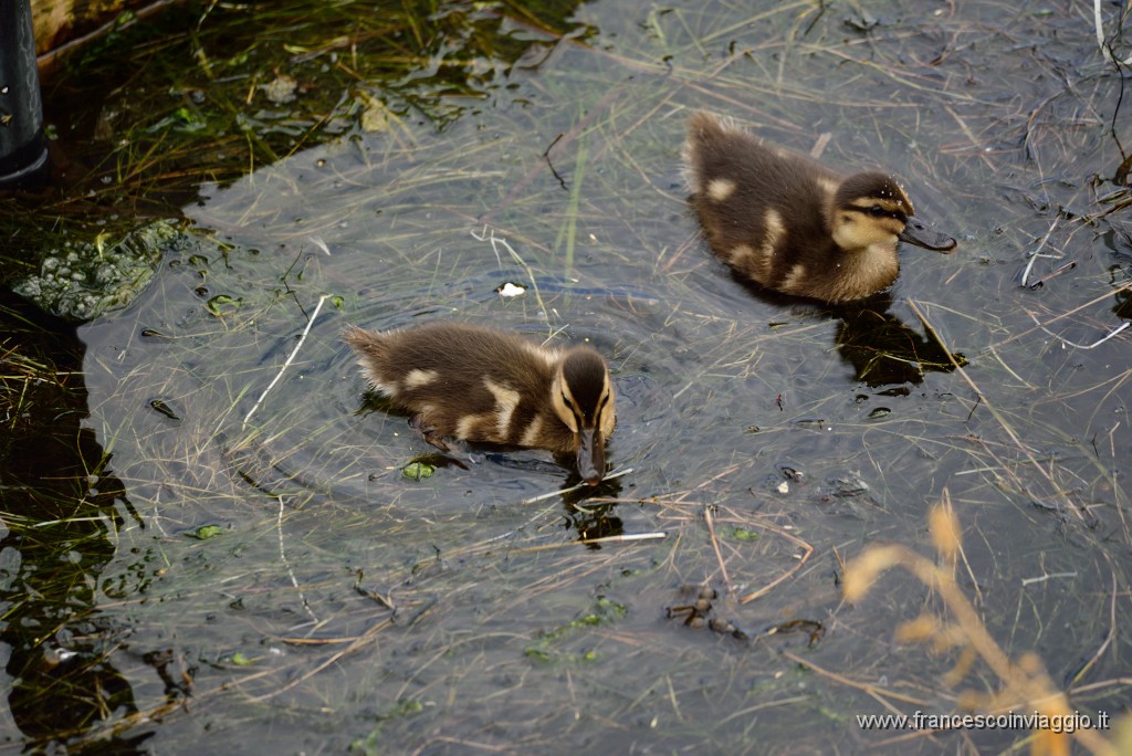 DSC_2562.JPG